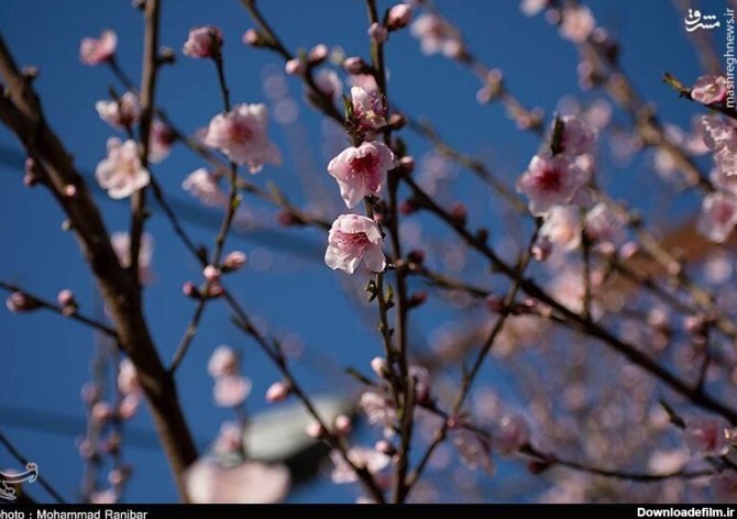 مشرق نیوز - عکس/ شکفتن شکوفه‌های بهاری
