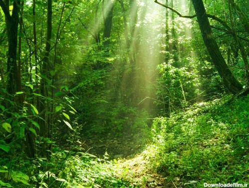 تصویر با کیفیت از برکه و درخت های جنگلی