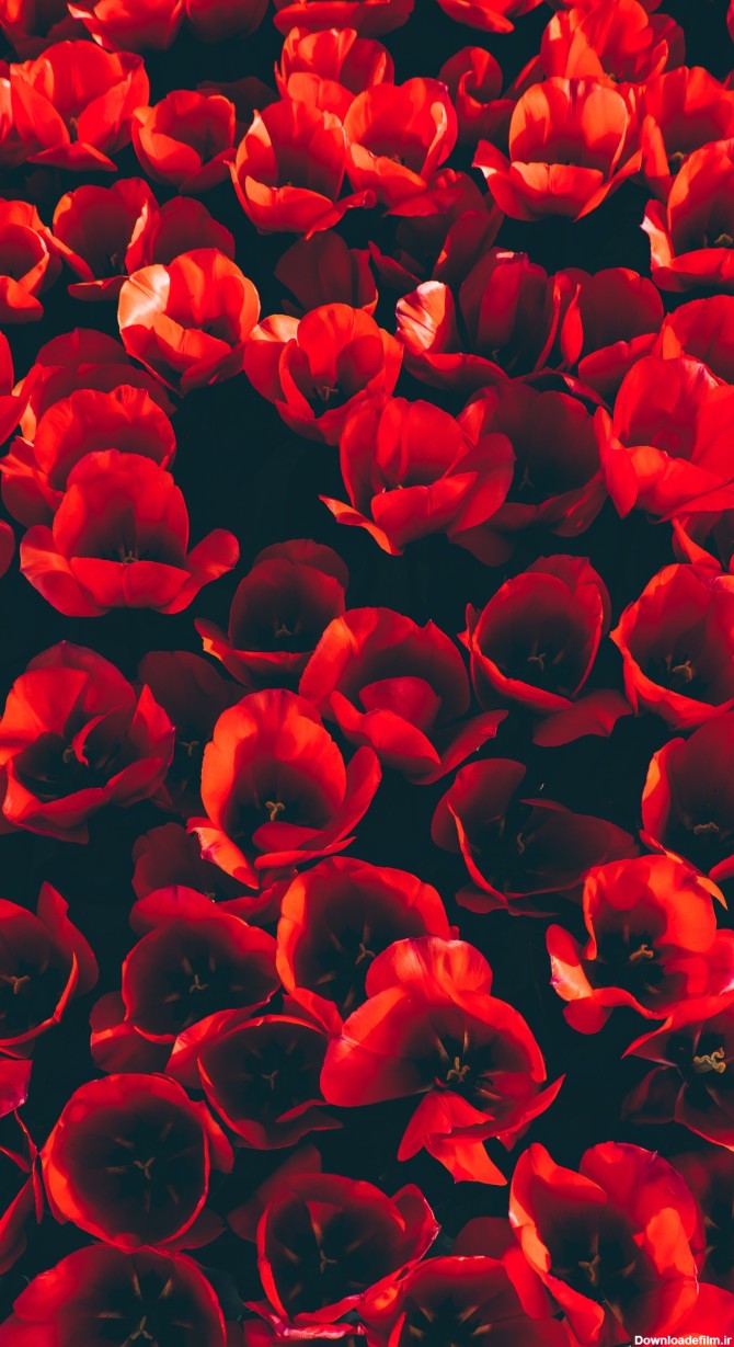 عکس زمینه گلهای لاله قرمز خوشگل 4K پس زمینه | والپیپر گرام
