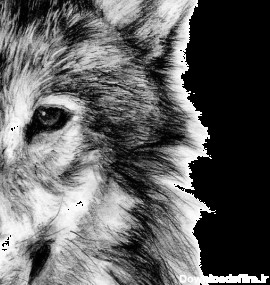 PNG گرگ سفید - White Wolf PNG – دانلود رایگان
