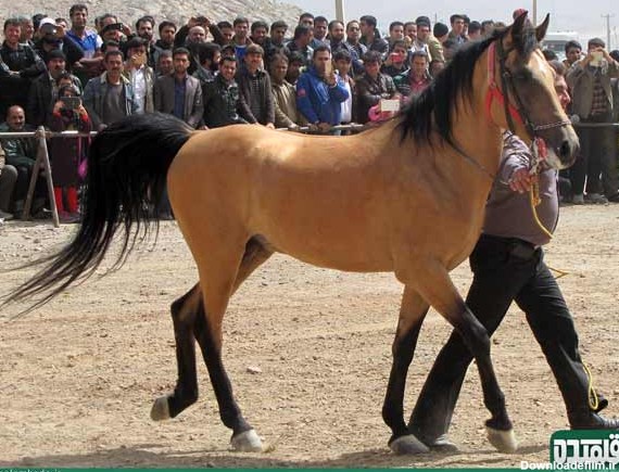گزارش تصویری همایش اسب سواری در خمینی شهر – صاحب نیوز