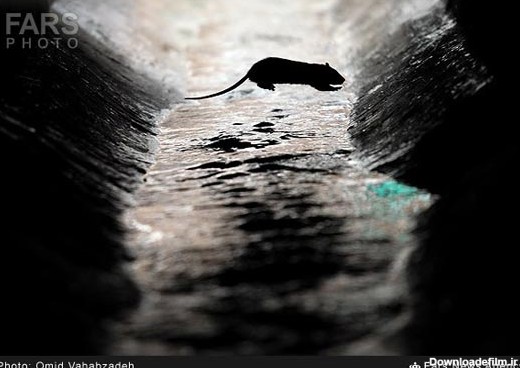 عکس: موش ها در حال تسخیر تهران
