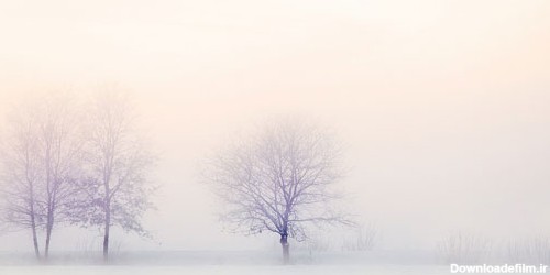 طبیعت برفی و مه آلود