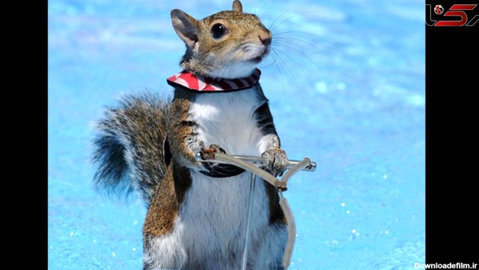 فیلم/ مهارت حیرت‌انگیز یک سنجاب در اسکی روی آب
