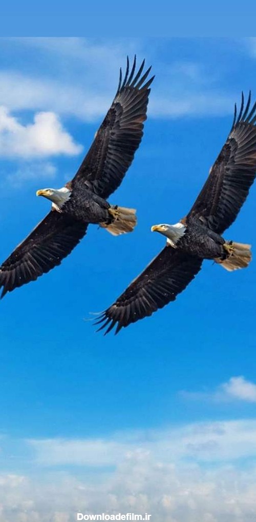 عکس دوتا عقاب در حال پرواز