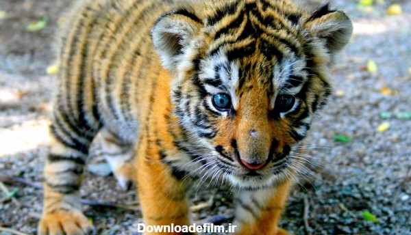 عکس توله ببر خوشگل و بانمک tiger kid wallpaper