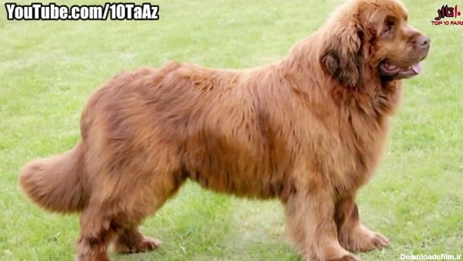 ۱۰ تا از مهربان ترین نژادهای سگ در دنیا