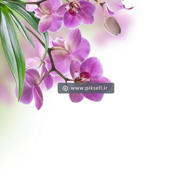 تصویر با کیفیت از گلهای ارکیده بنفش با فرمت Jpg