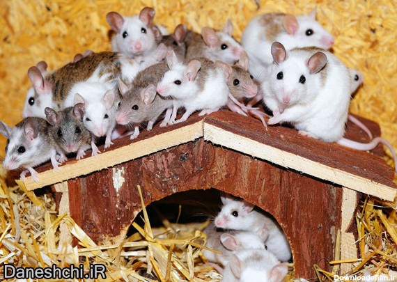 تحقیق درباره زندگی موش ها و انواع آن - دانشچی