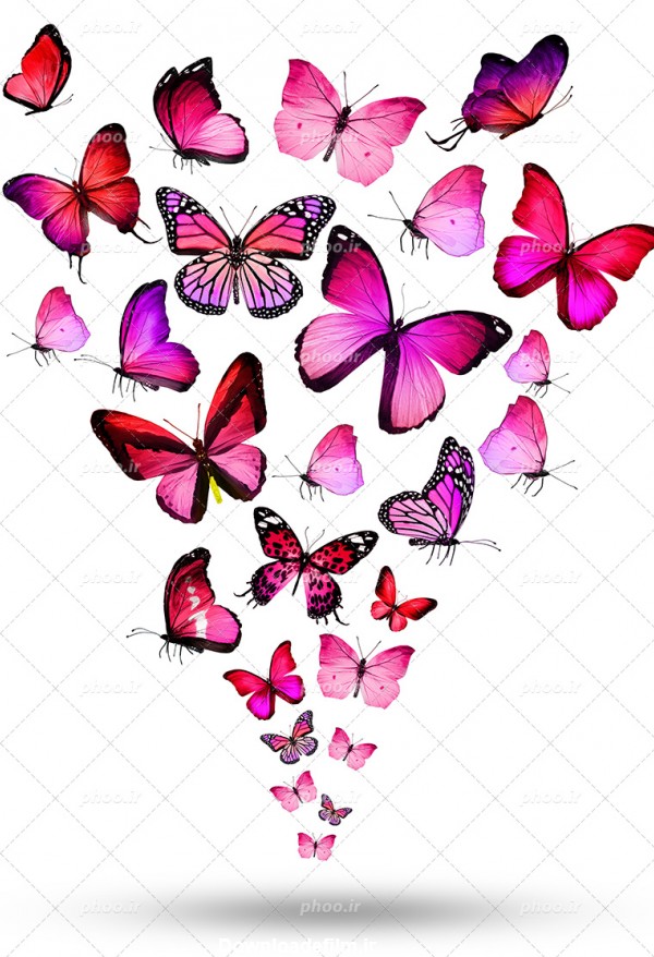 عکس با کیفیت بسیار زیبا پروانه های صورتی زیبا با شکل ها و مدل های ...