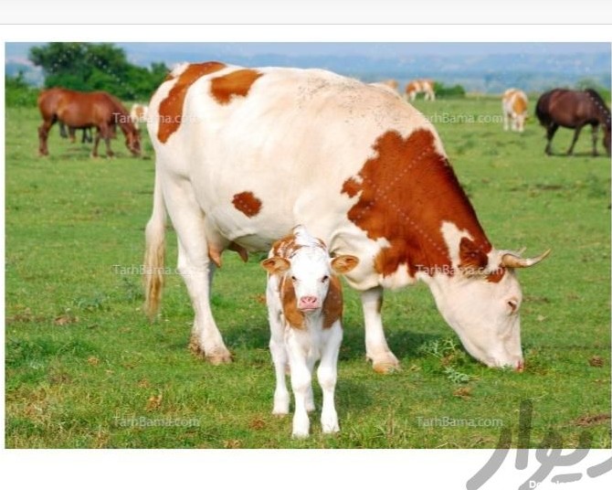 گاو گوساله دار یا تازه زاییده|حیوانات مزرعه|قزوین|دیوار
