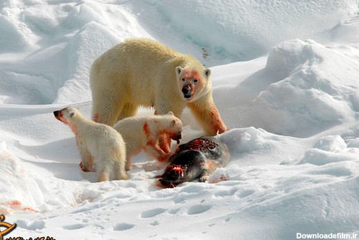 لحظه شکار خرس قطبی + تصویر