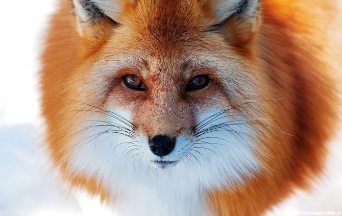 Red Fox Wallpapers - Wallpaper Cave