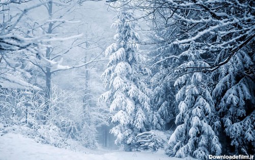 جنگل برفی و زمستانی