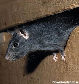 دانستنی هایی درباره محل زندگی موش ها و مقابله با آنها - آسازیست اردم
