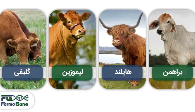 مشهورترین انواع نژاد گاو در دنیا کدام اند؟ انواع نژاد گاو ...