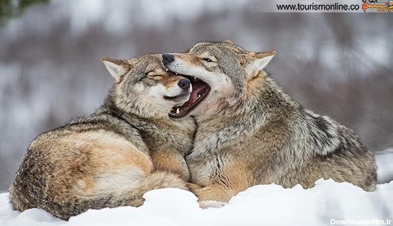 خبرآنلاین - مهربان ترین گرگ های دنیا!