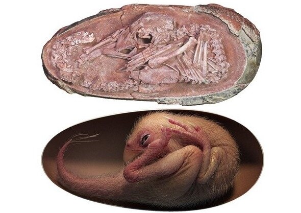 کشف فسیل تقریبا سالم جنین دایناسور در تخم (عکس)