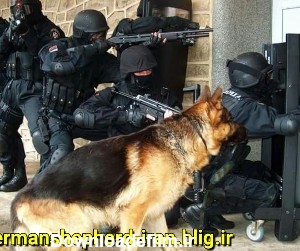 سگ پلیس :: خرید و فروش سگ ژرمن شپرد