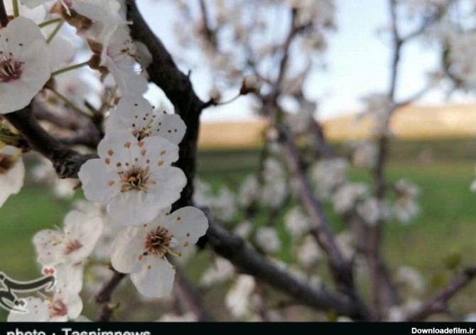 شکوفه های بهاری درختان پلدختر به روایت تصویر - تسنیم