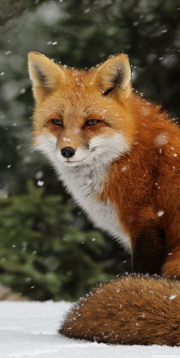 عکس روباه قرمز برای تصویر زمینه