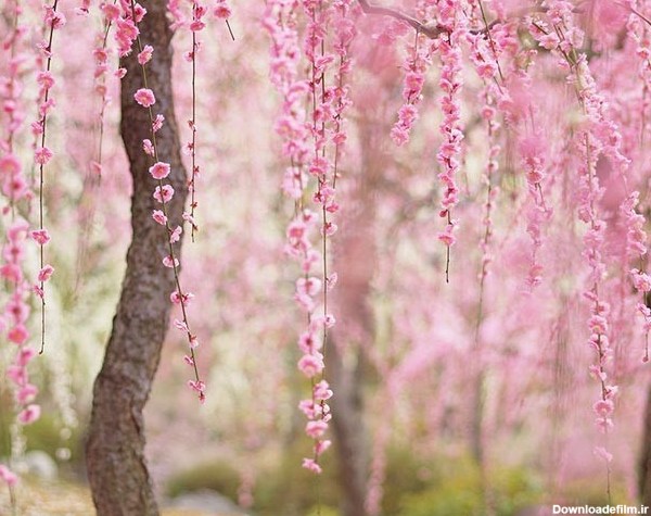 تصاویر زیبا از استقبال بهار در مناطق مختلف دنیا