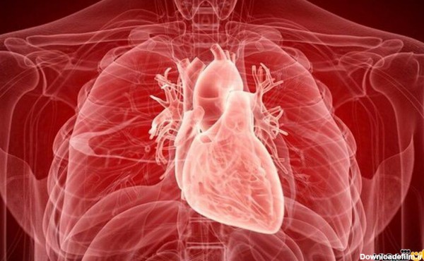 ساختار قلب (علوم هفتم) چیست و چگونه کار میکند؟ | جهان شیمی فیزیک