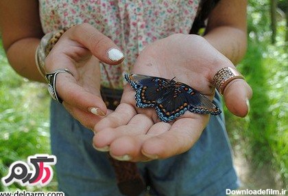 زیباترین تصاویر از پروانه ها خوشکل