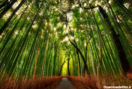 جنگل زیبای بامبو در ژاپن - تصاوير بزرگ - بهار نیوز