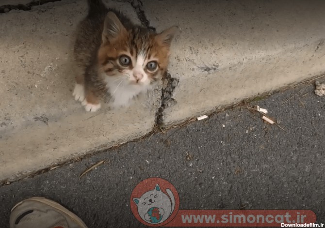 نجات یک بچه گربه خیابانی در روز سرد زمستانی - سایمون کت، مرجع ...