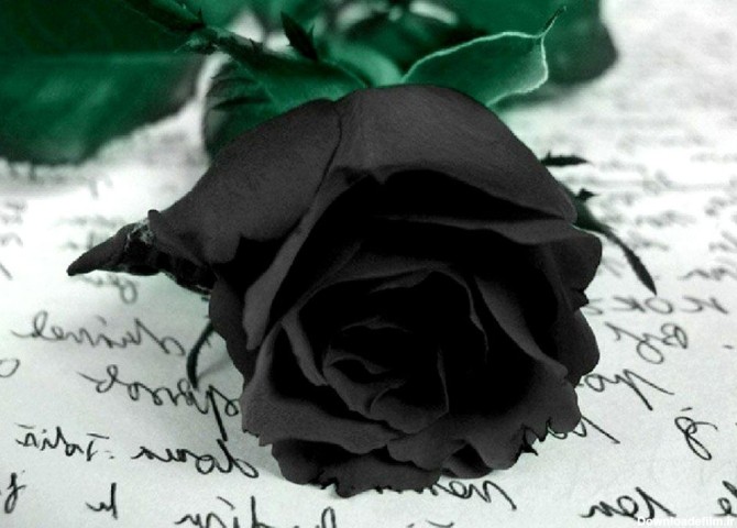 نماد گل رز سیاه | بلاگ گلیتال