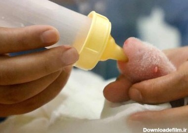 عکس روز: شیر خوردن بچه‌ پاندا - همشهری آنلاین