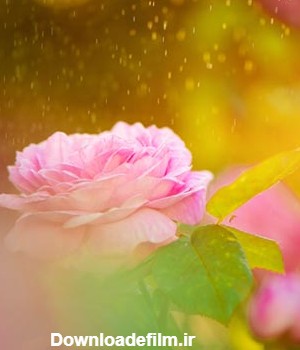 عکس گل رز صورتی ملایم در زیر بارش قطره های باران
