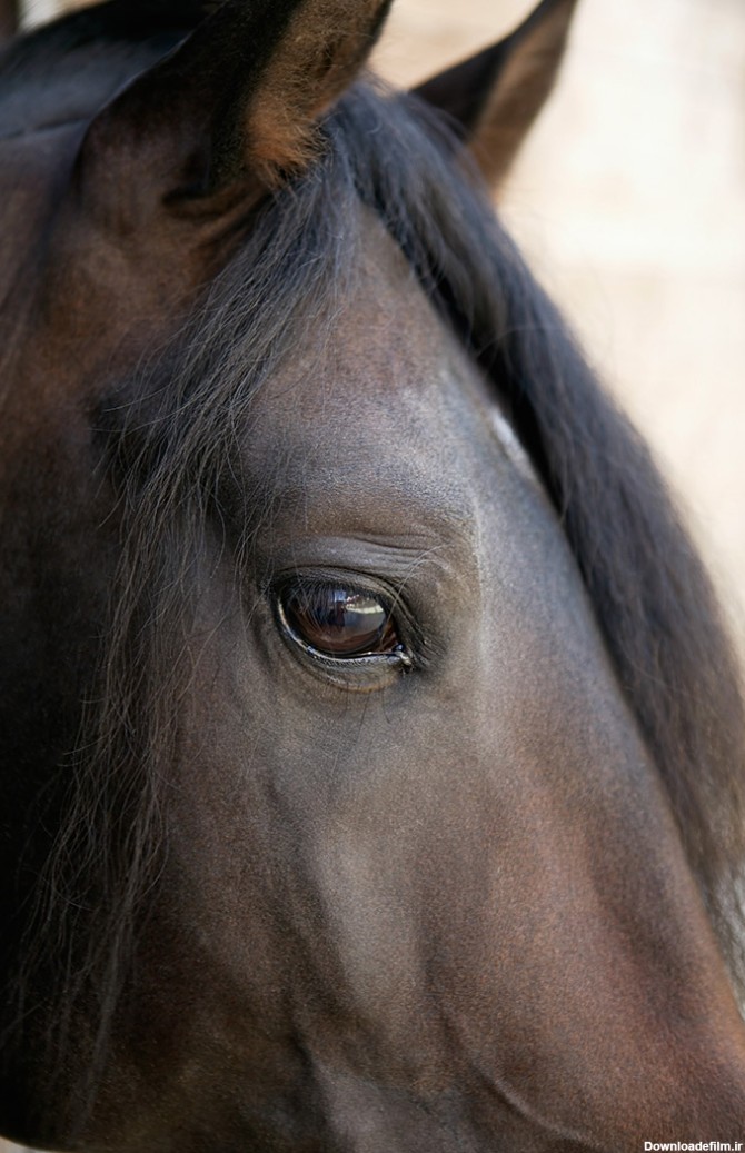 عکس چشم اسب سیاه - مسترگراف