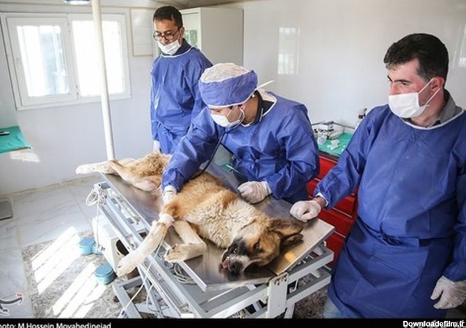 تصاویر: نقاهتگاه سگ‌های ولگرد در تهران