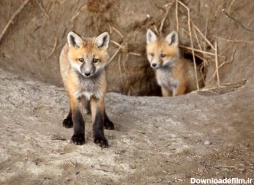 دانلود عکس دو توله روباه قرمز در خارج از لانه خود