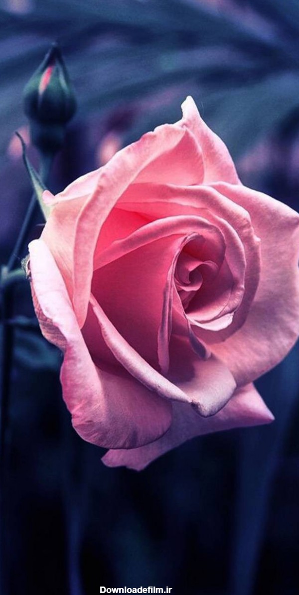 عکس گل رز زیبا برای تصویر زمینه