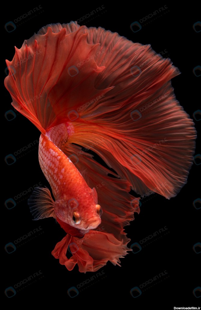 عکس استوک ماهی فایتر - مرجع دانلود فایلهای دیجیتالی