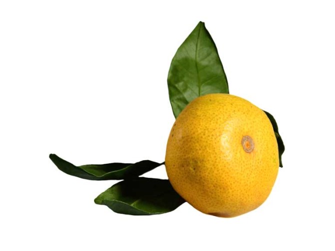 دانلود طرح با کیفیت میوه نارنگی