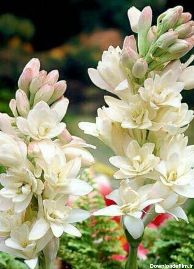 عکس های بسیار زیبا از گل مریم - سیدرضا بازیار