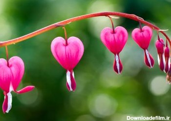 عکس گل قلب خونین pink bleeding heart