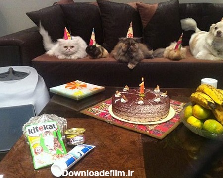 آخرین خبر | عکس/ جشن تولد گربه در تهران