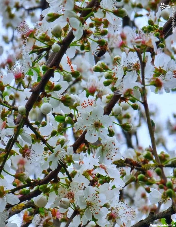 مشرق نیوز - عکس/ شکوفه‌های بهاری درخت آلوچه
