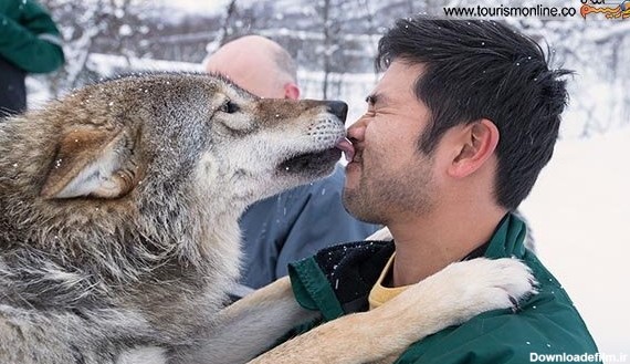 خبرآنلاین - مهربان ترین گرگ های دنیا!