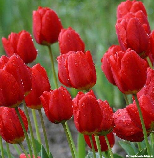 گل لاله قرمز رقم Red Impression؛ قیمت و خرید