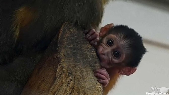 (عکس) زبان درازی میمون تازه متولد شده در آغوش مادر!