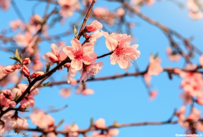 77 عکس زیبای شکوفه هلو با حال و هوای بهار