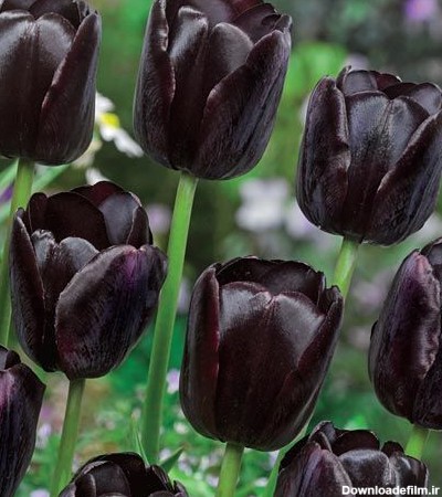 گل لاله سیاه Queen of night؛ قیمت و خرید پیاز گل لاله سیاه