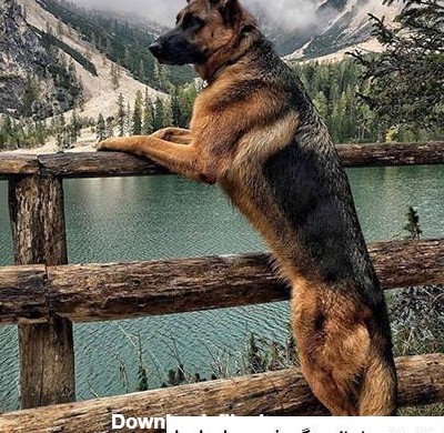 عکس پس زمینه سگ ژرمن شپرد ❤️ [ بهترین تصاویر ]
