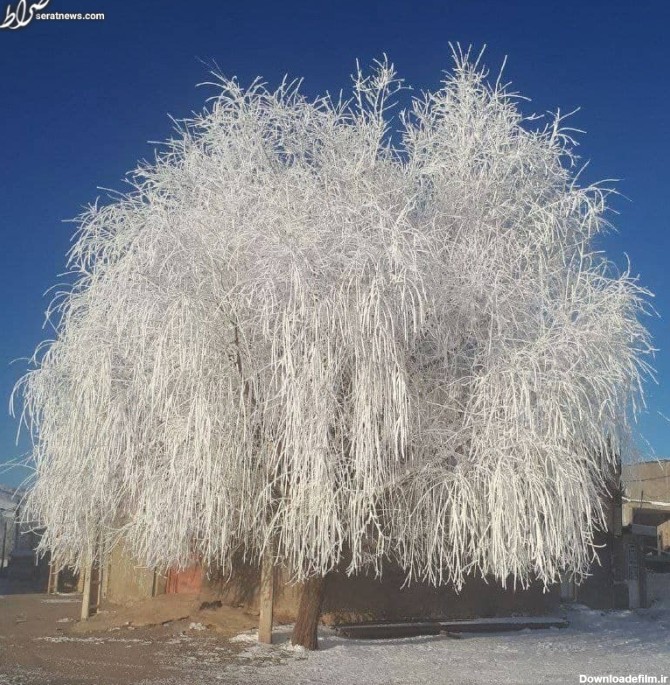 عکس / یخ زدن کامل یک درخت در نورآباد لرستان